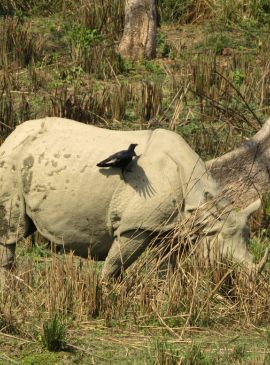 Wildlife Tours