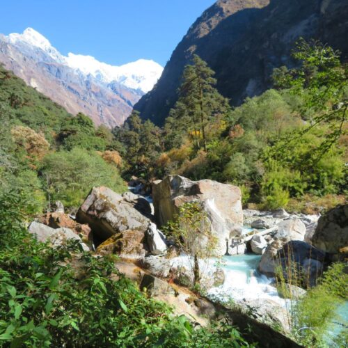 Trekking through forest of Langtang Region
