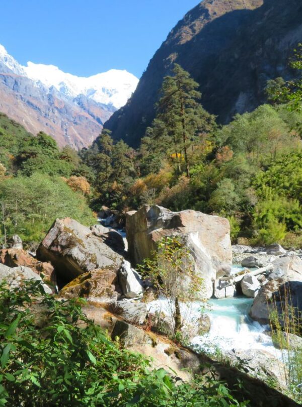 Trekking through forest of Langtang Region