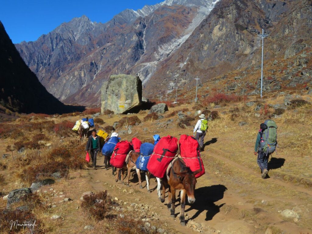 Mules en route to Langtang