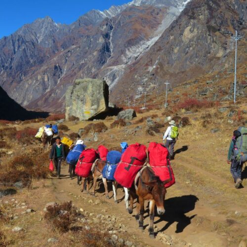 Mules en route to Langtang