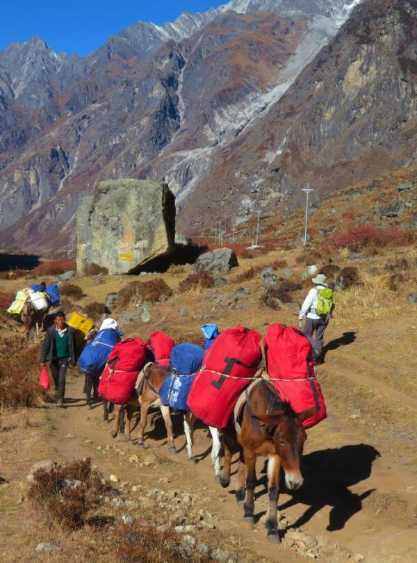 Mules en route to Langtang