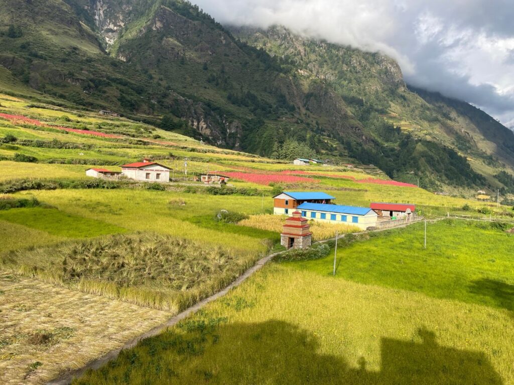 Paddy Field in Chumling