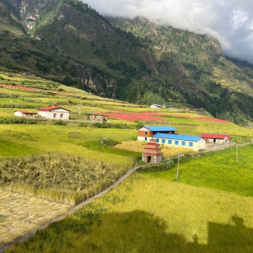Paddy Field in Chumling