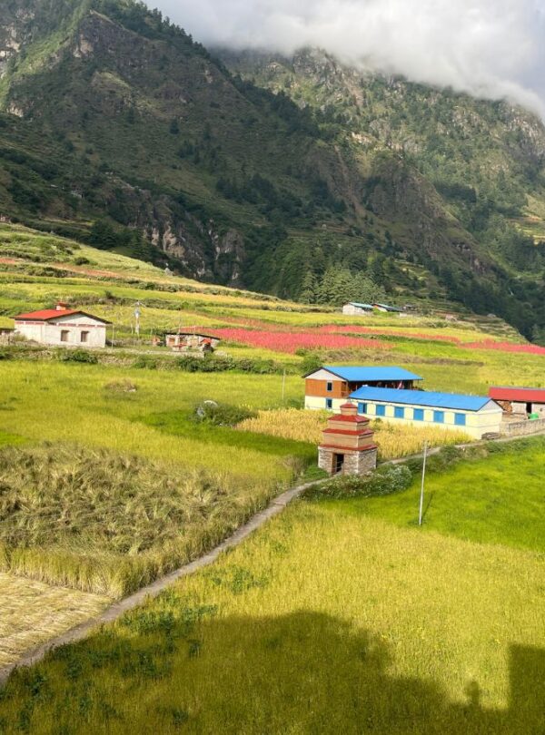 Paddy Field in Chumling